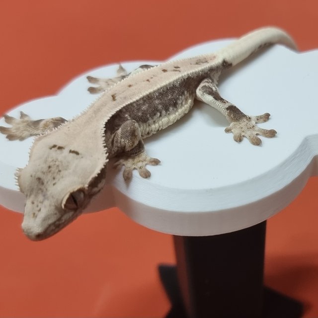 릴리화이트 화이트