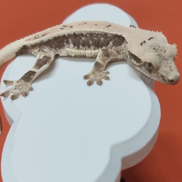 릴리화이트 화이트