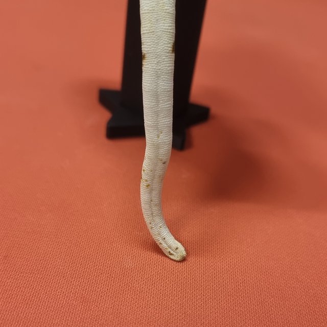 트라이 익스트림할리퀸