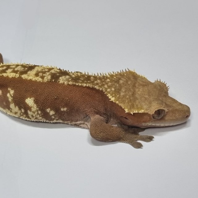 레드 할리퀸 화이트스팟