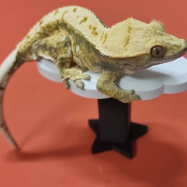 트라이 익스트림할리퀸