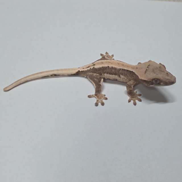 릴리100%헷아잔틱 릴리화이트