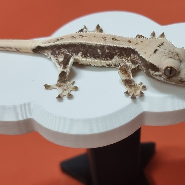 릴리화이트 화이트