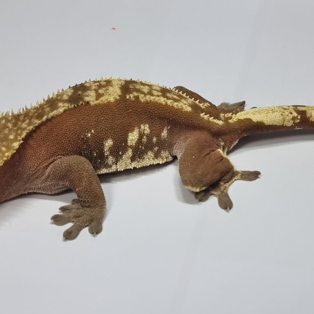 레드 할리퀸 화이트스팟