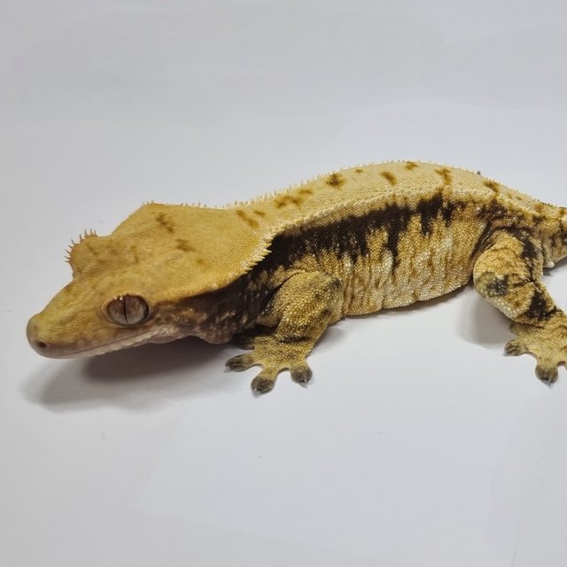 노멀 트라이 익스트림할리퀸