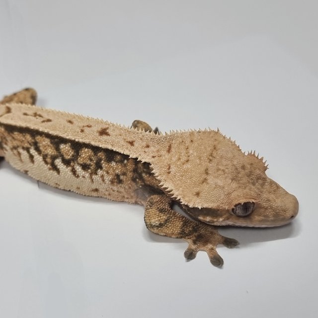 트라이 익스트림할리퀸 쿼드 풀핀