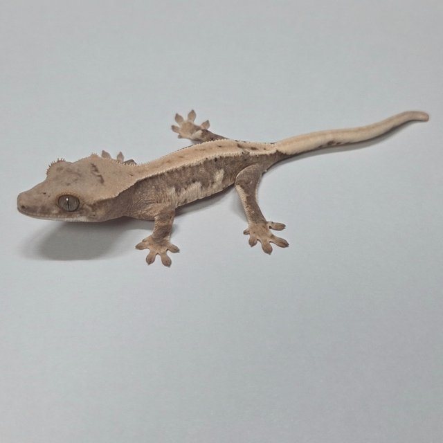 릴리100%헷아잔틱 릴리화이트