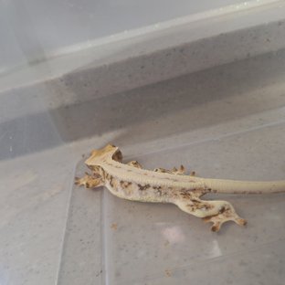 릴리화이트 트라이