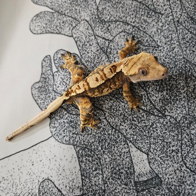 타이거 텐저린 노멀 트라이