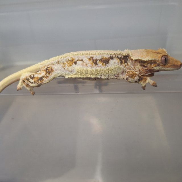 릴리화이트 솔리드백 트라이