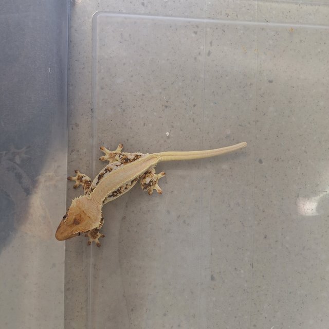 릴리화이트 솔리드백 트라이