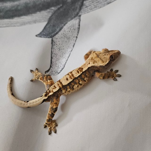 타이거 텐저린 노멀 트라이