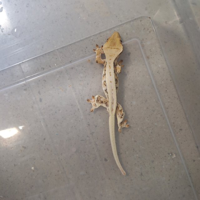 릴리화이트 트라이