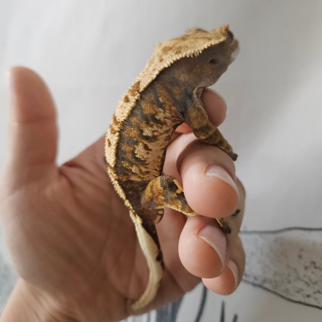 타이거 텐저린 노멀 트라이