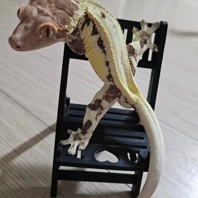 프라푸치노 화이트 솔리드백