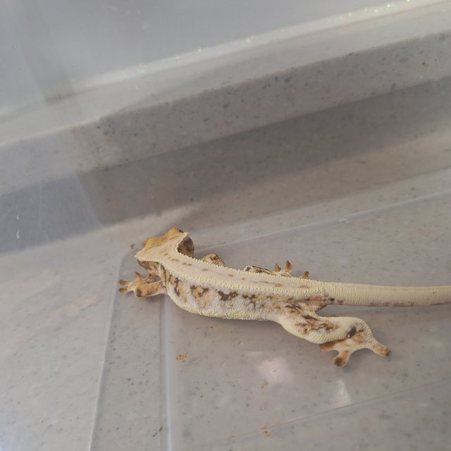 릴리화이트 트라이