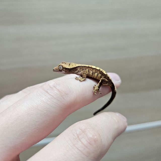 익스트림할리퀸