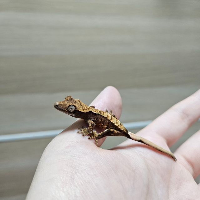 익스트림할리퀸