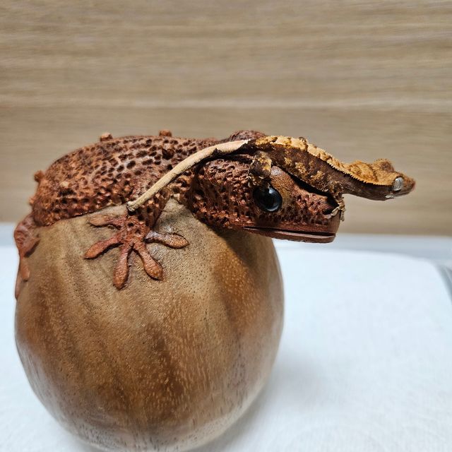 익스트림할리퀸