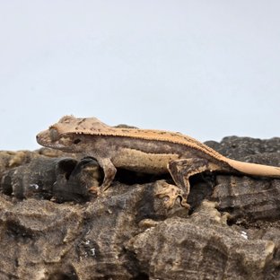 쿼드 풀핀 핀스트라이프 크림시클