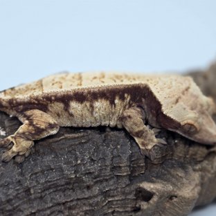 드리피 화이트스팟