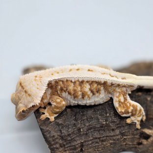 릴리100%헷아잔틱