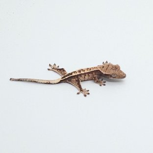 세이블