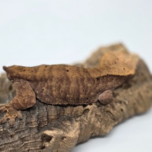 달마시안 벅스킨