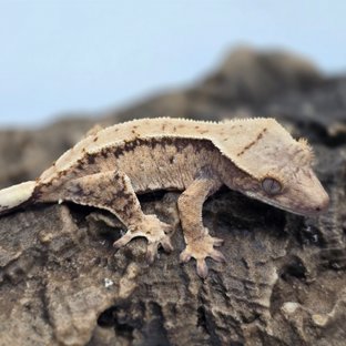 트라이 드리피 화이트스팟