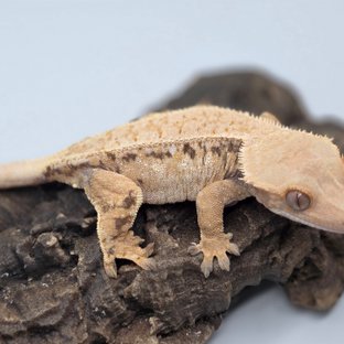 트라이 익스트림할리퀸 드리피 화이트스팟