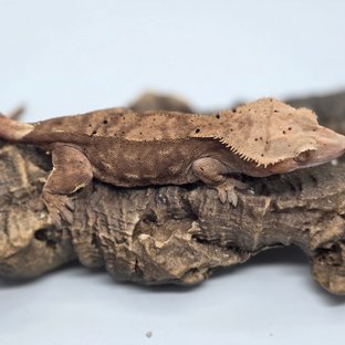 달마시안 벅스킨