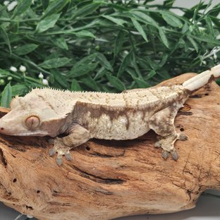 드리피 화이트스팟