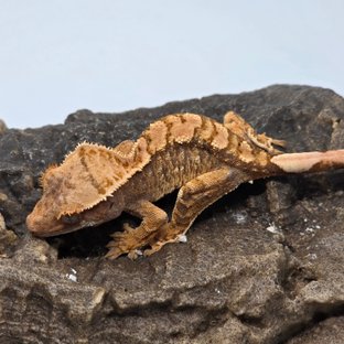 트라이 익스트림할리퀸