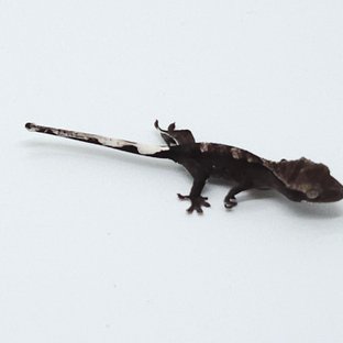 아잔틱
