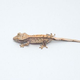 트라이 익스트림할리퀸