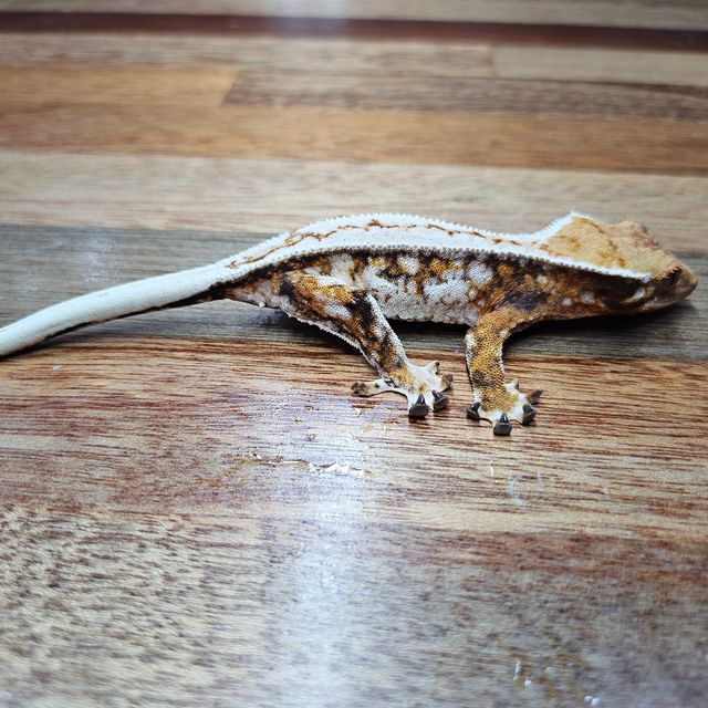 트라이