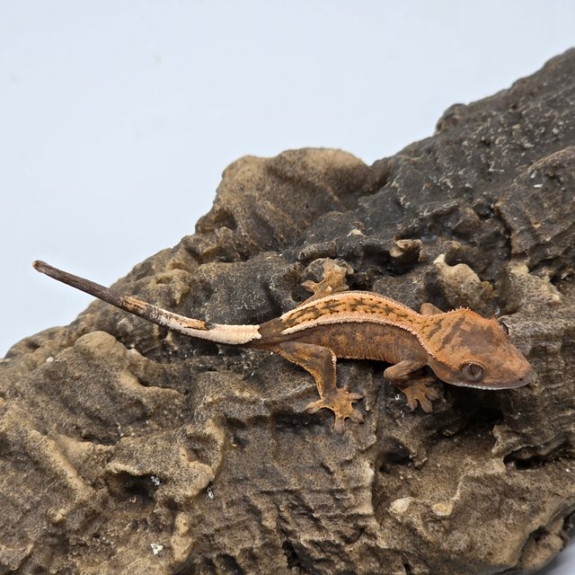 세이블 크림시클