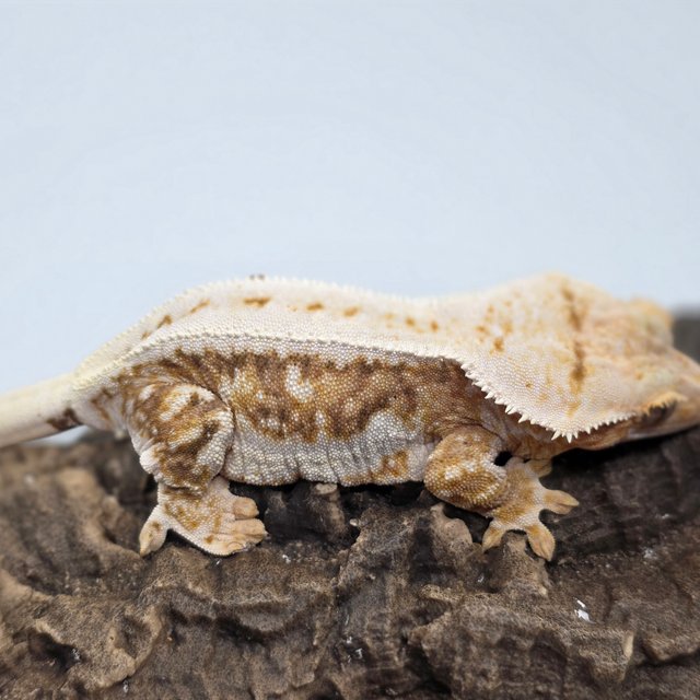 릴리100%헷아잔틱