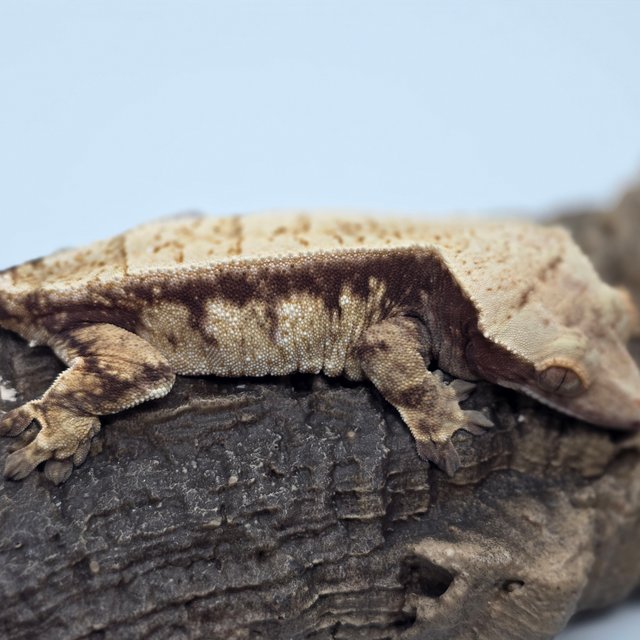 드리피 화이트스팟