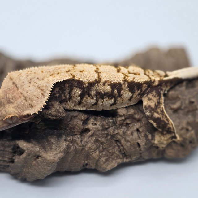 노멀 익스트림할리퀸