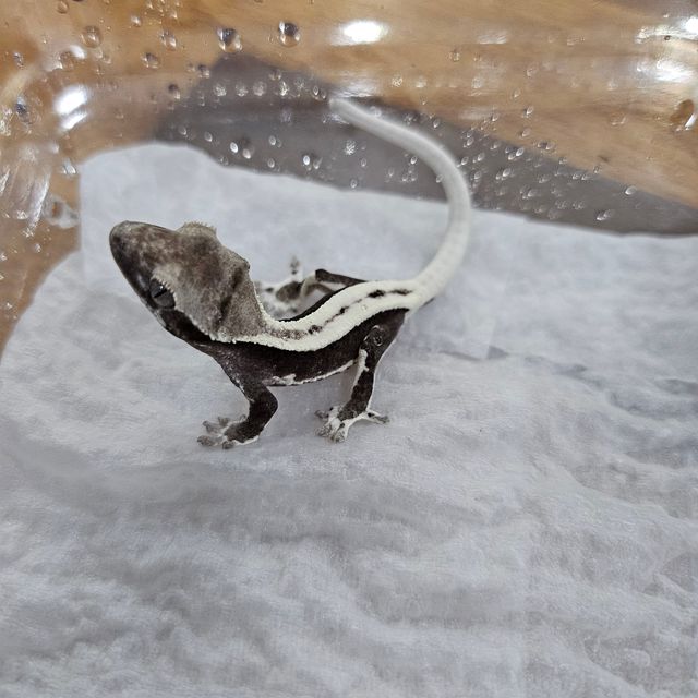 릴잔틱