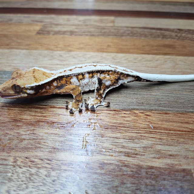 트라이