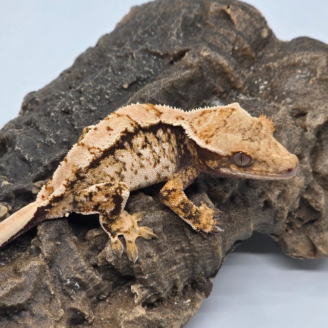 트라이 화이트스팟