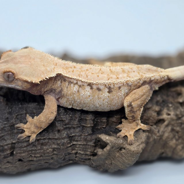 트라이 익스트림할리퀸 드리피 화이트스팟