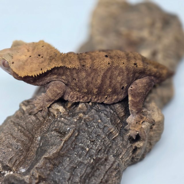 달마시안 벅스킨