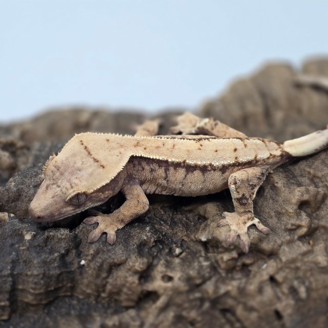 트라이 드리피 화이트스팟