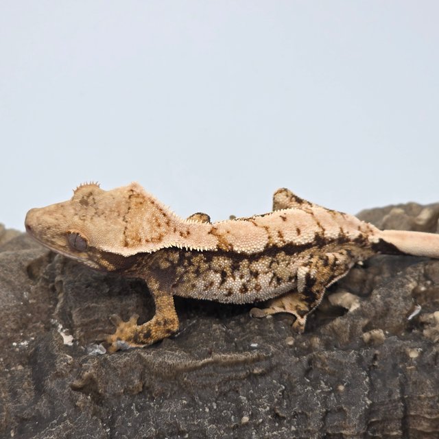 트라이 화이트스팟