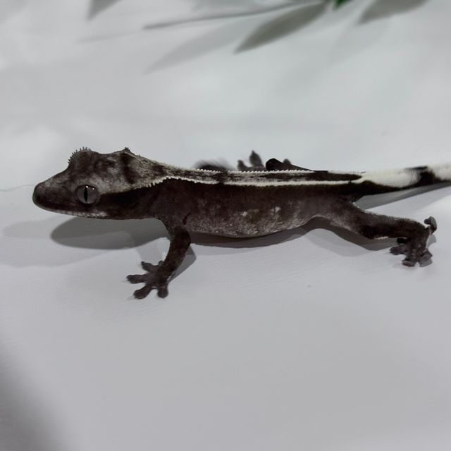 아잔틱