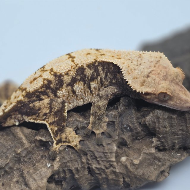 노멀 익스트림할리퀸