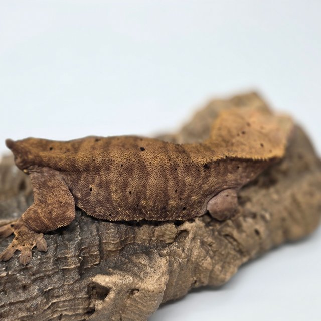 달마시안 벅스킨